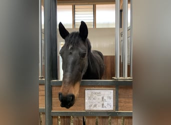 Weitere Warmblüter, Hengst, Embryo