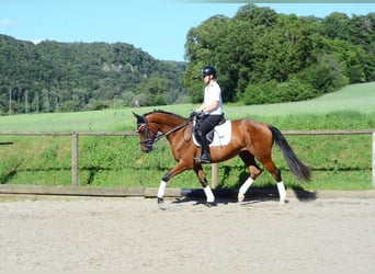 Weitere Warmblüter, Stute, 4 Jahre, 166 cm, Brauner