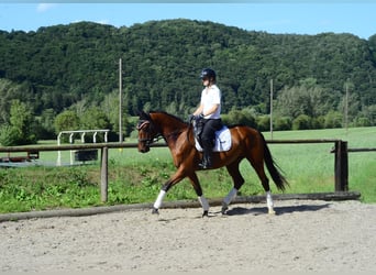 Weitere Warmblüter, Stute, 4 Jahre, 166 cm, Brauner