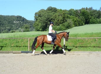 Weitere Warmblüter, Stute, 4 Jahre, 166 cm, Brauner