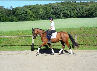 Weitere Warmblüter, Stute, 4 Jahre, 166 cm, Brauner