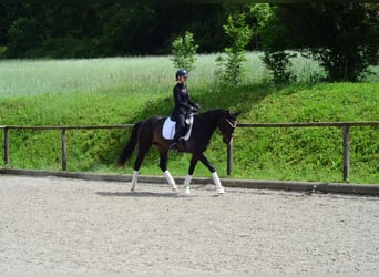 Weitere Warmblüter, Stute, 4 Jahre, 167 cm, Schwarzbrauner