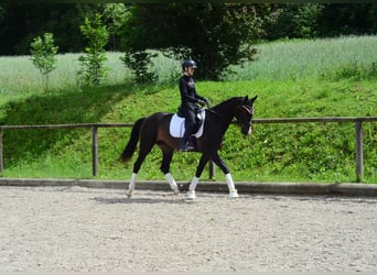 Weitere Warmblüter, Stute, 4 Jahre, 167 cm, Schwarzbrauner