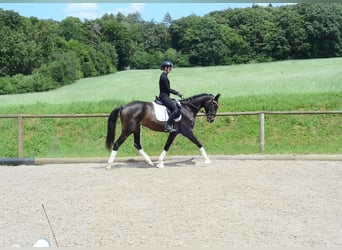 Weitere Warmblüter, Stute, 4 Jahre, 167 cm, Schwarzbrauner