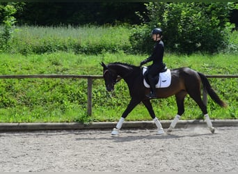 Weitere Warmblüter, Stute, 4 Jahre, 167 cm, Schwarzbrauner