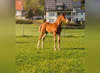 Westfale, Hengst, Fohlen (02/2026), Fuchs