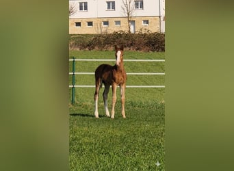 Westfale, Hengst, Fohlen (02/2026), Fuchs