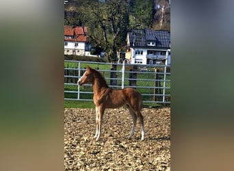 Westfale, Hengst, Fohlen (02/2026), Fuchs