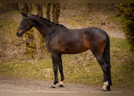 Westfale, Stute, 5 Jahre, 170 cm, Dunkelbrauner