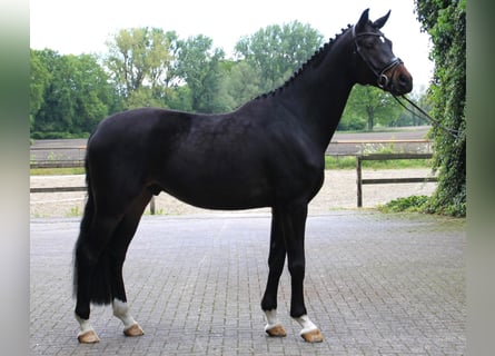 Westfale, Wallach, 5 Jahre, 178 cm, Dunkelbrauner