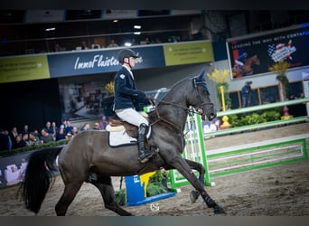 Zangersheider, Hengst, 9 Jahre, 172 cm, Rappe