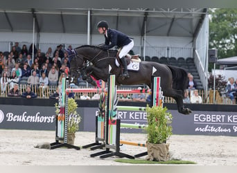 Zangersheider, Hengst, 9 Jahre, 172 cm, Rappe
