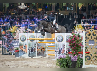 Zangersheider, Hengst, 9 Jahre, 172 cm, Rappe