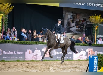 Zangersheider, Hengst, 9 Jahre, 172 cm, Rappe