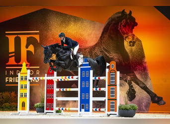 Zangersheider, Hengst, 9 Jahre, 172 cm, Rappe