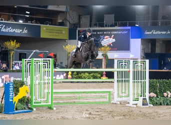 Zangersheider, Hengst, 9 Jahre, 172 cm, Rappe