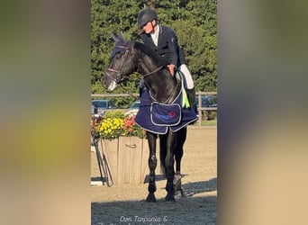 Zangersheider, Hengst, 9 Jahre, 172 cm, Rappe