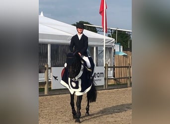 Zangersheider, Hengst, 9 Jahre, 172 cm, Rappe